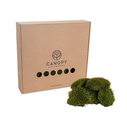 Premium Preserved Mood Moss 600g Box Nature Green