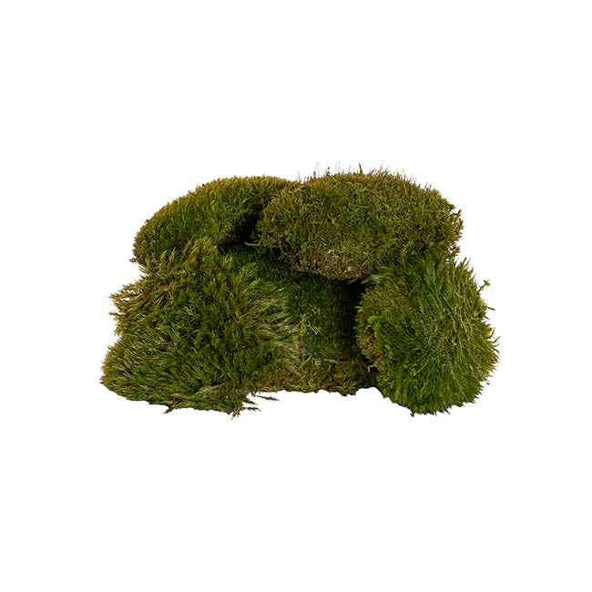 Premium Preserved Mood Moss 600g Box Nature Green