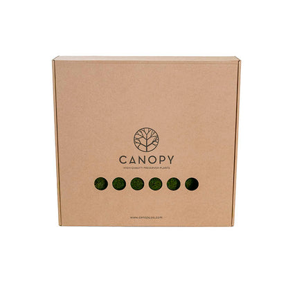 Premium Preserved Mood Moss 600g Box Nature Green