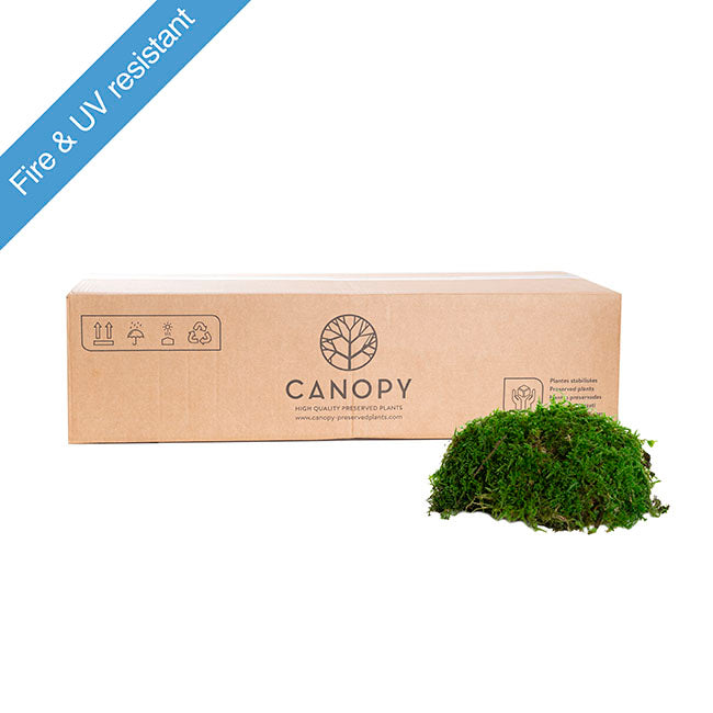 Premium Preserved Flat Moss Sheet Bulk 2.5kg Box Green