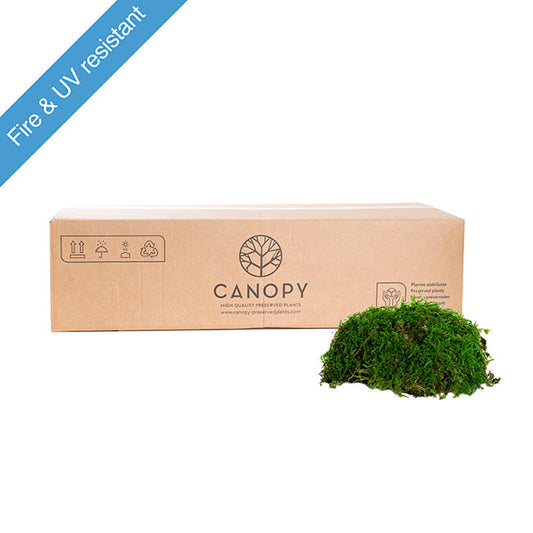 Premium Preserved Flat Moss Sheet Bulk 2.5kg Box Green