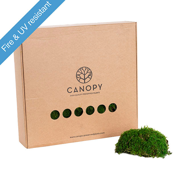 Premium Preserved Flat Moss Sheet 500g Box Green