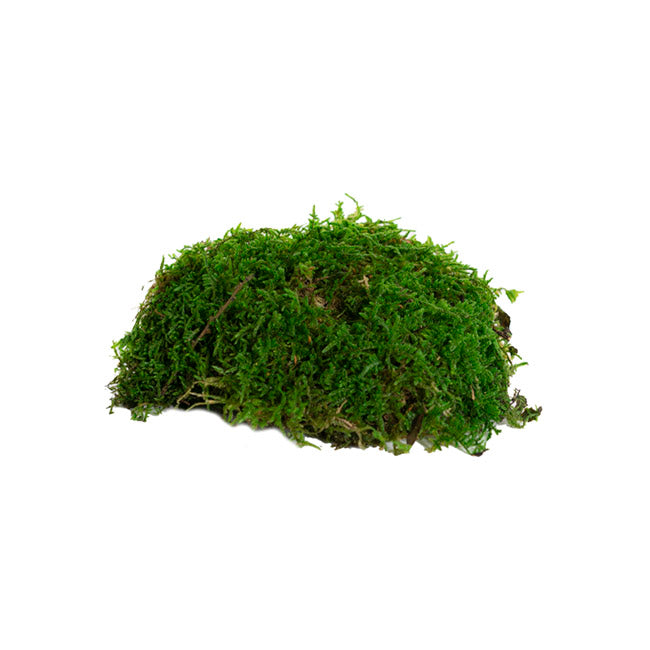 Premium Preserved Flat Moss Sheet 500g Box Green