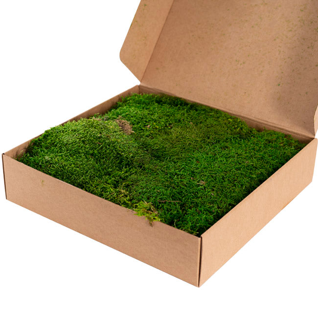 Premium Preserved Flat Moss Sheet 500g Box Green