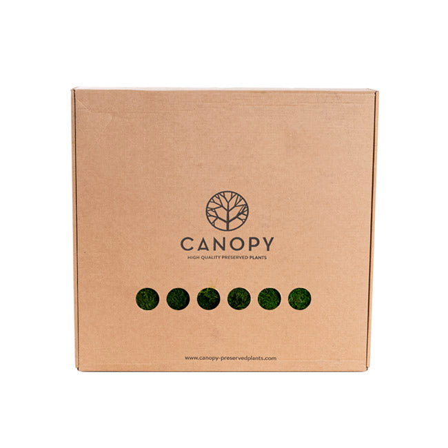 Premium Preserved Flat Moss Sheet 500g Box Green