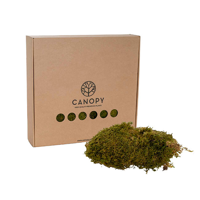 Premium Preserved Rock Moss 500g Box Green