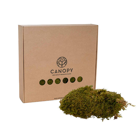 Premium Preserved Rock Moss 500g Box Green