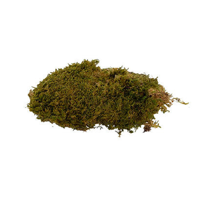 Premium Preserved Rock Moss 500g Box Green