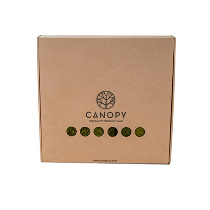 Premium Preserved Rock Moss 500g Box Green