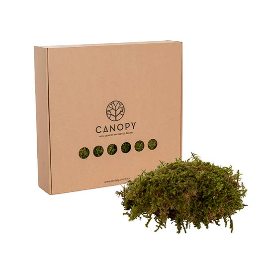 Premium Preserved Star Moss 500g Box Green