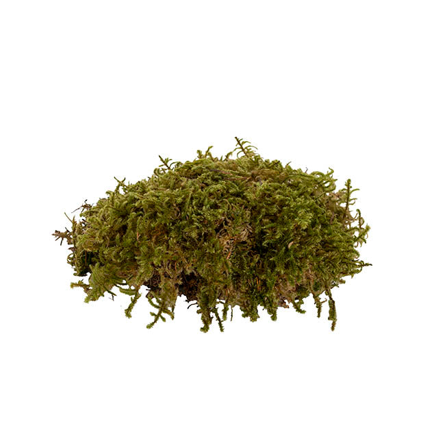 Premium Preserved Star Moss 500g Box Green