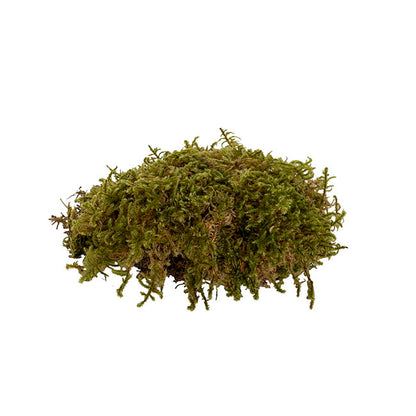 Premium Preserved Star Moss 500g Box Green