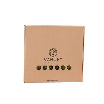 Premium Preserved Star Moss 500g Box Green