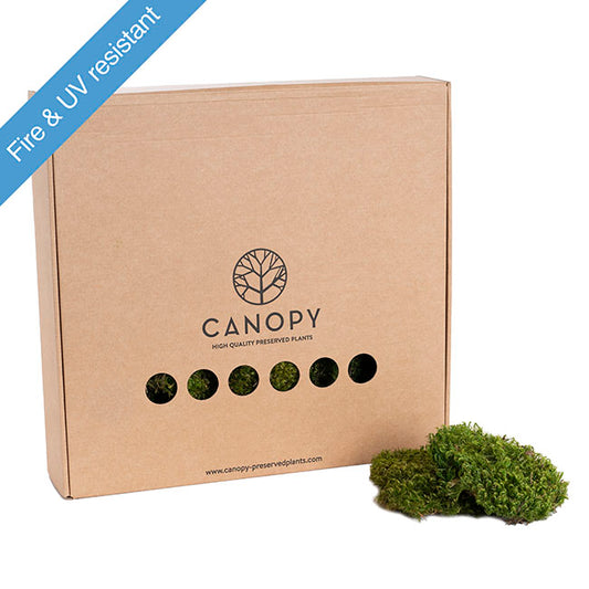 Premium Preserved Hair Moss Window Box 800g Light Green