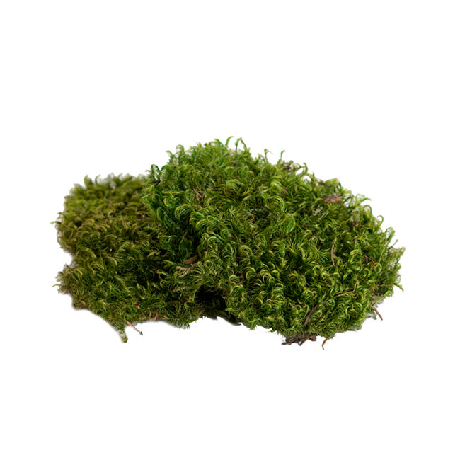 Premium Preserved Hair Moss Window Box 800g Light Green