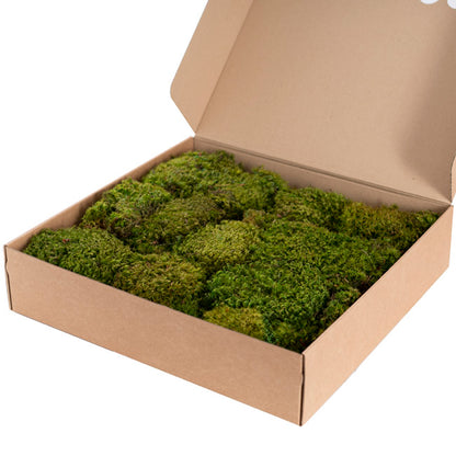 Premium Preserved Hair Moss Window Box 800g Light Green