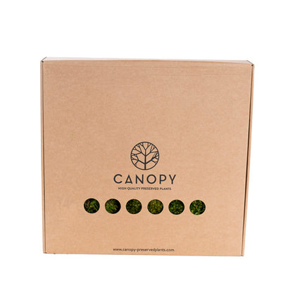 Premium Preserved Hair Moss Window Box 800g Light Green