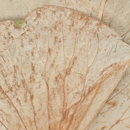 Dried Lotus Leaves 400gm up to 30 Leaves