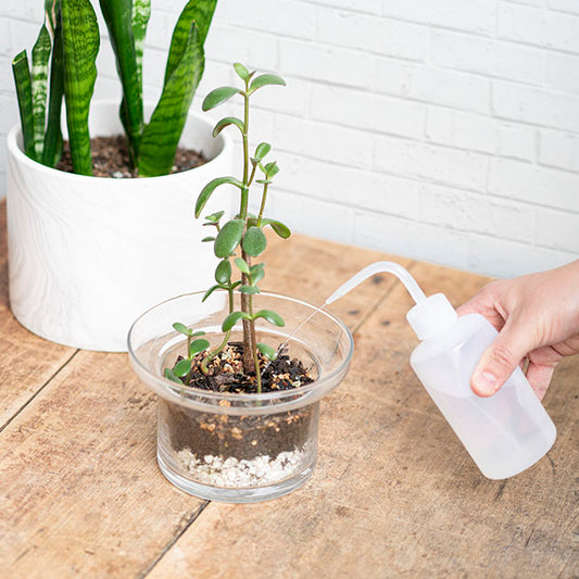 Water Supply Squeeze Bottle 250ml