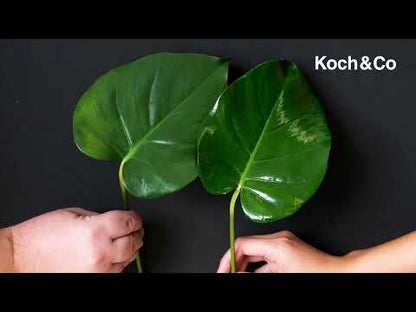 Watch & Learn about our Koch & Co Leaf Shine Spray