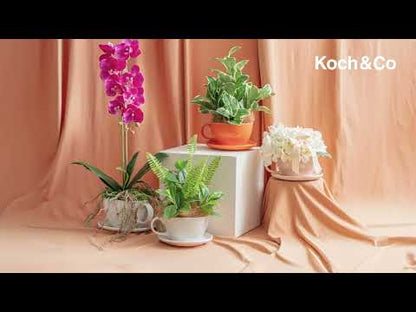 Discover our range of Ceramic Cappuccino Cup Planter Pots