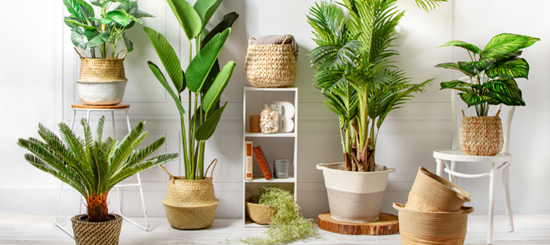 A Guide To Choosing & Caring For Indoor Plants
