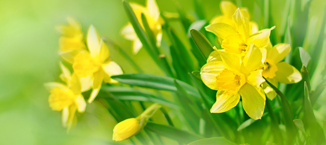 Artificial Flowers & More For Daffodil Day: The Whys and Hows of Spreading Awareness