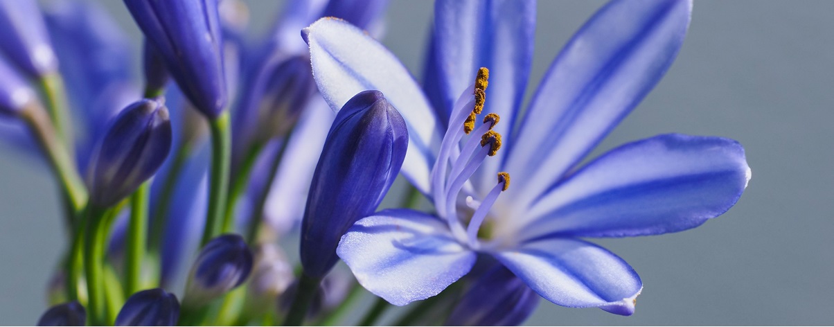 The Essential Guide To The Agapanthus