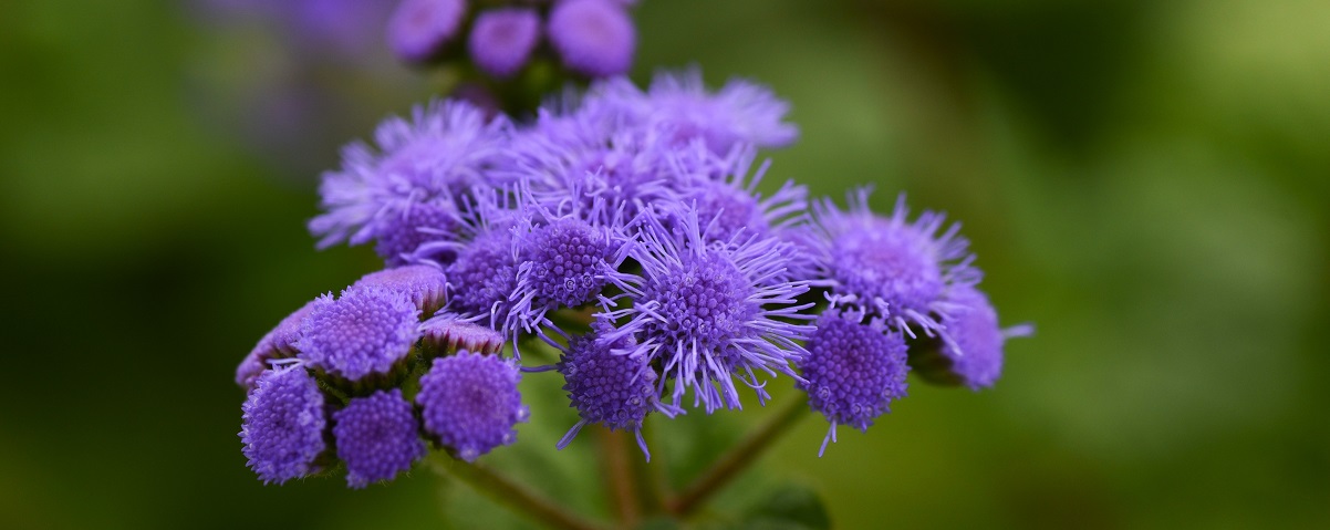 The Essential Guide To The Ageratum