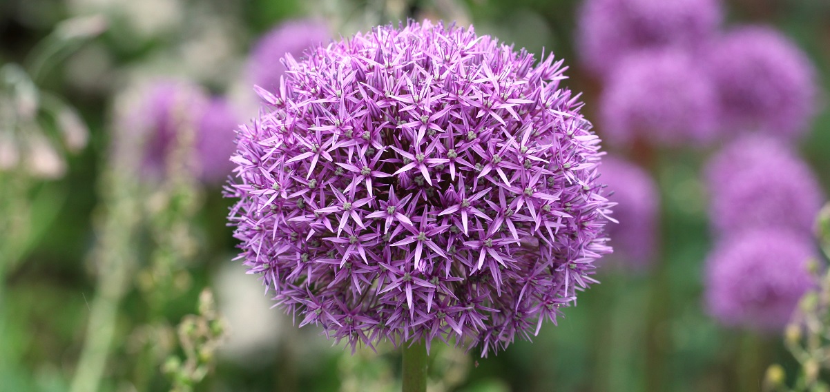 The Essential Guide To The Allium 