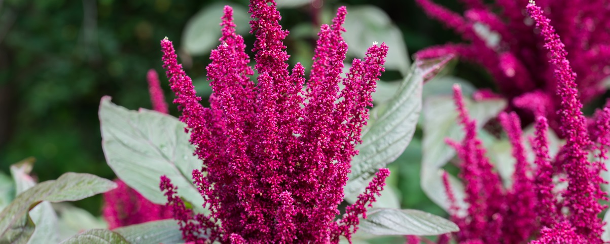 The Essential Guide To The Amaranthus 