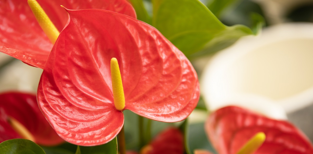 The Essential Guide To The Anthurium