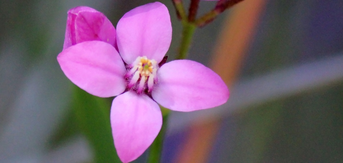 The Essential Guide To The Boronia