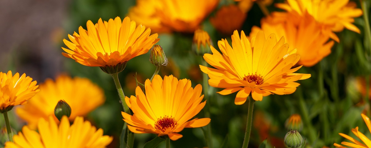 The Essential Guide To The Calendula