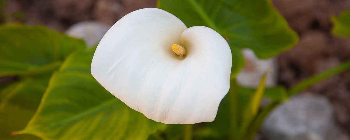 The Essential Guide To The Calla Lily