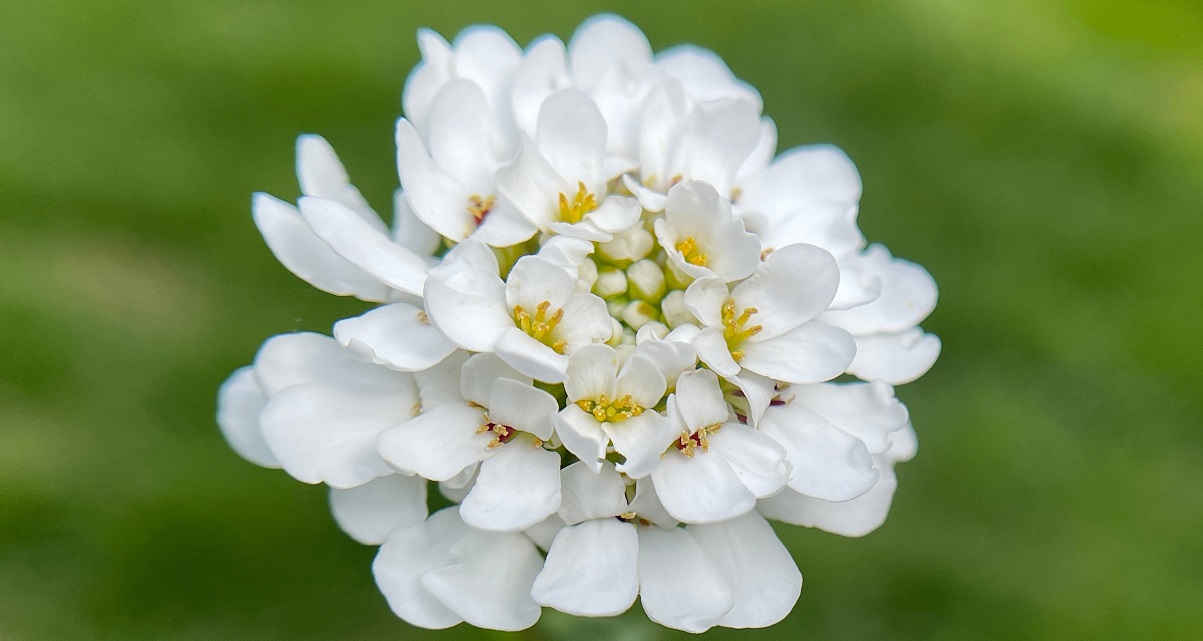 The Essential Guide To The Candytuft