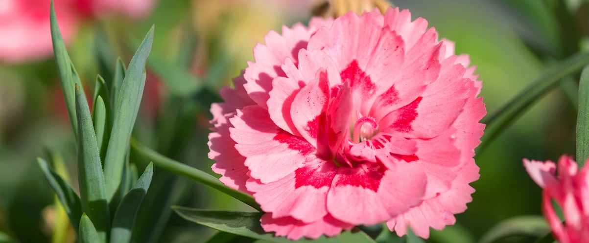 The Essential Guide To The Carnation