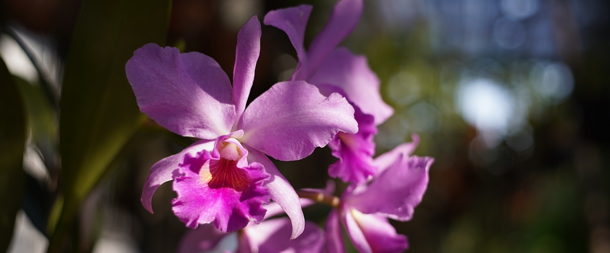 The Essential Guide To The Cattleya