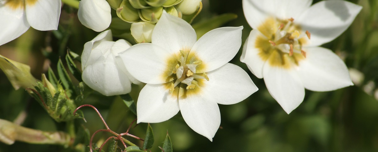 The Essential Guide To The Chincherinchee