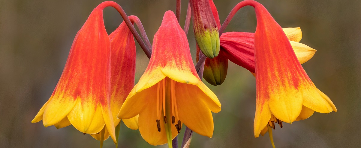 The Essential Guide To The Christmas Bells