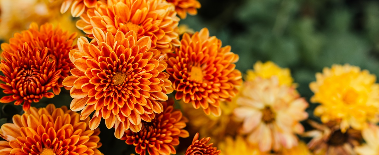 The Essential Guide To The Chrysanthemum