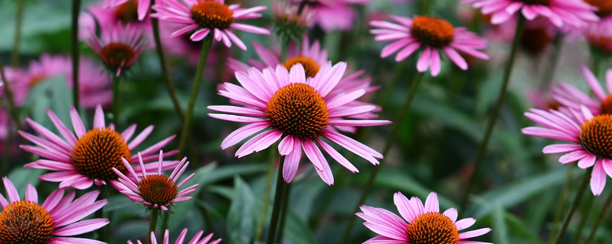 The Essential Guide To The Cone Flower