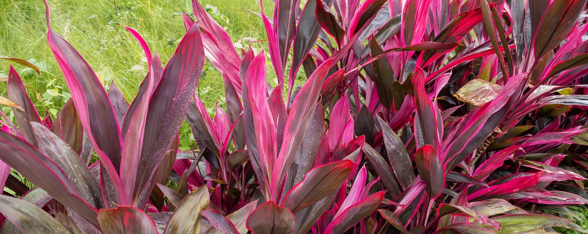 The Essential Guide To The Cordyline