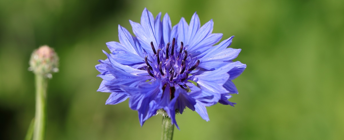 The Essential Guide To The Cornflower