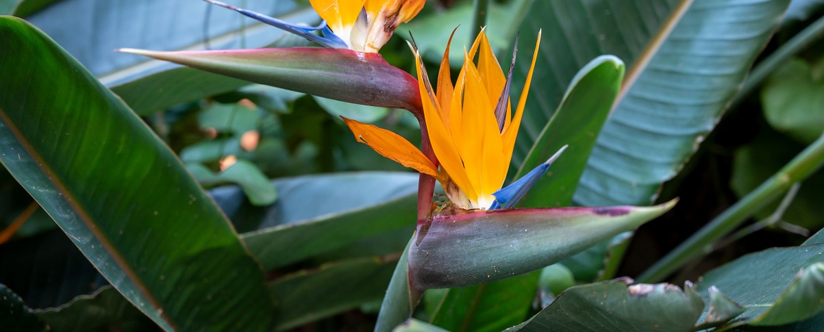 The Essential Guide To The Crane Flower
