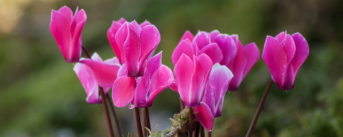 The Essential Guide To The Cyclamen