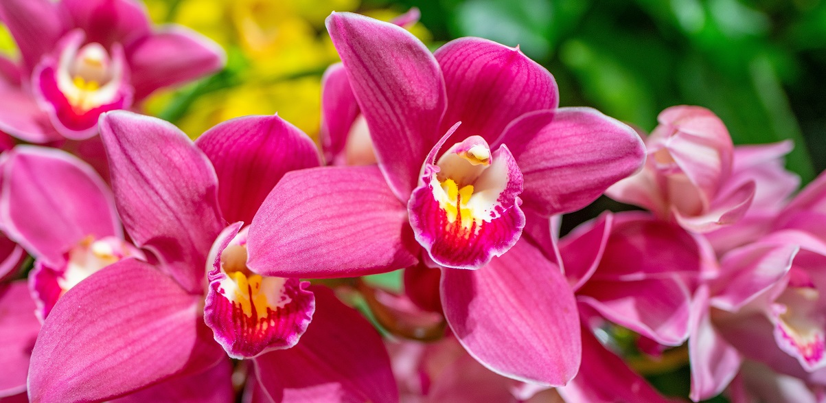 The Essential Guide To The Cymbidium Orchid