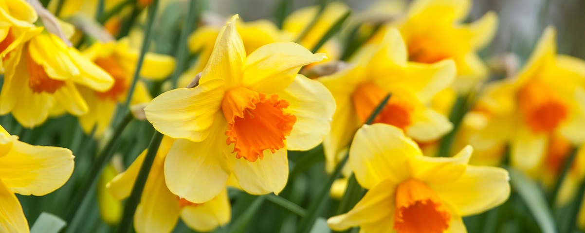 The Essential Guide To The Daffodil