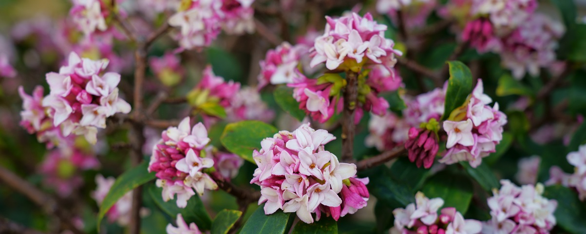 The Essential Guide To The Daphne