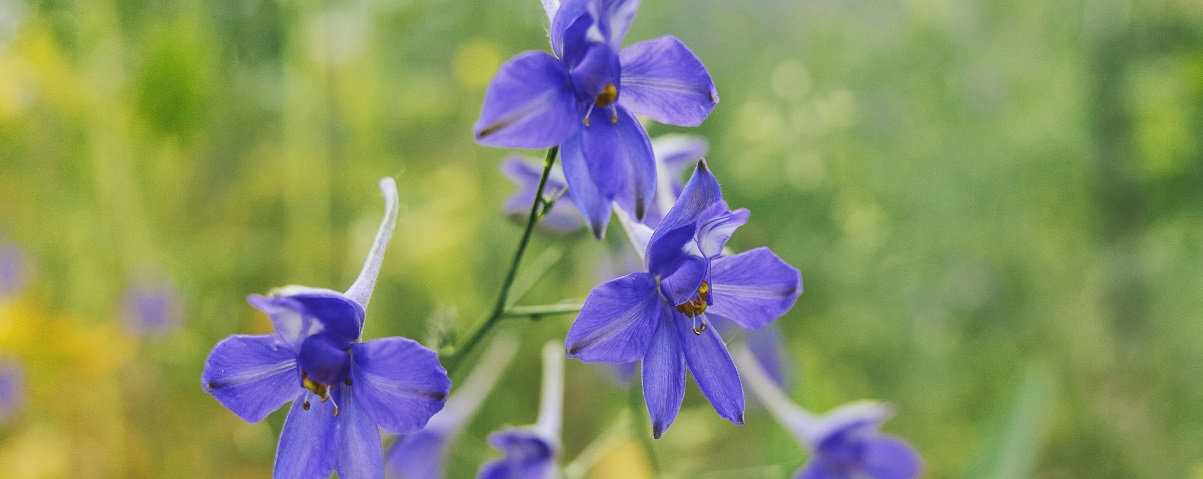 The Essential Guide To The Delphinium